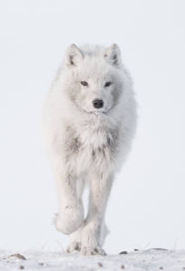 Loup arctique © Vincent Munier