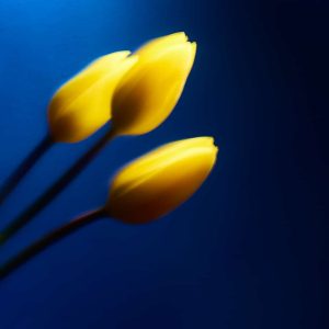 Tulipes jaunes © Eléonore Mehl
